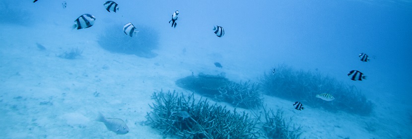 近岸海域生物監(jiān)測